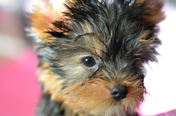 male yorkie puppy for sale adorable face